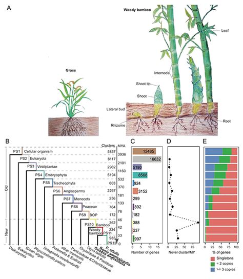 竹子的根系|毛竹根系生物学研究